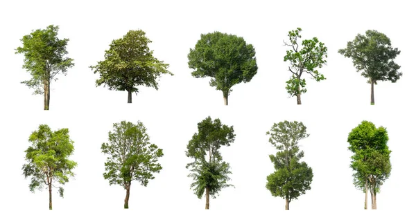 Set Isolated Trees White Background Collection Trees — Stock Photo, Image