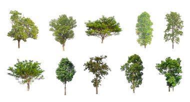 Beyaz zemin üzerinde izole ağaçlar kümesi, Ağaçların koleksiyonu