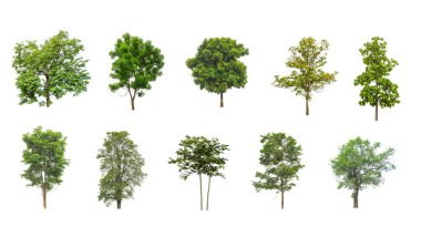 Beyaz zemin üzerinde izole ağaçlar kümesi, Ağaçların koleksiyonu