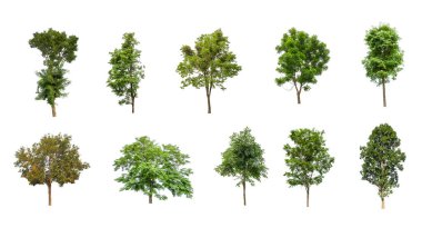 Beyaz zemin üzerinde izole ağaçlar kümesi, Ağaçların koleksiyonu