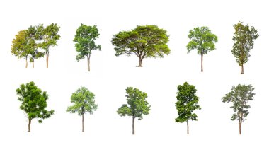 Beyaz zemin üzerinde izole ağaçlar kümesi, Ağaçların koleksiyonu