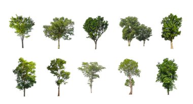 Beyaz zemin üzerinde izole ağaçlar kümesi, Ağaçların koleksiyonu