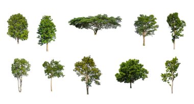 Beyaz zemin üzerinde izole ağaçlar kümesi, Ağaçların koleksiyonu