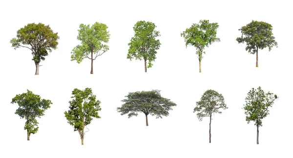 Set Van Geïsoleerde Bomen Witte Achtergrond Verzameling Bomen — Stockfoto