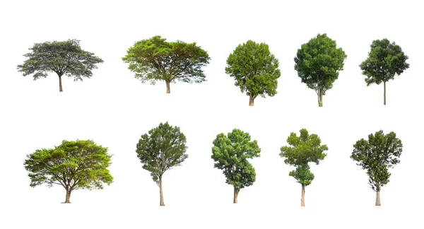 Set Van Geïsoleerde Bomen Witte Achtergrond Verzameling Bomen — Stockfoto