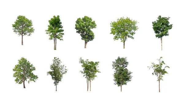 Set Alberi Isolati Sfondo Bianco Collezione Alberi — Foto Stock