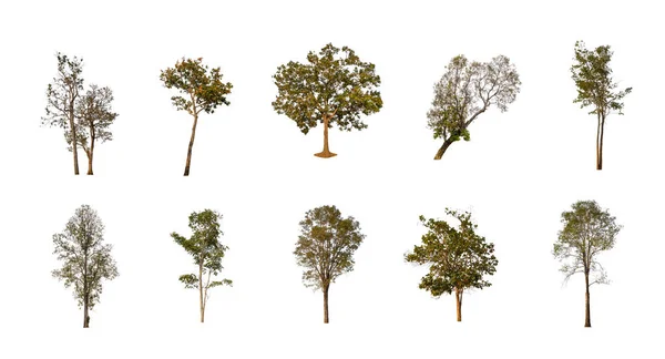 Σύνολο Απομονωμένων Δέντρων Λευκό Φόντο Συλλογή Των Δέντρων — Φωτογραφία Αρχείου
