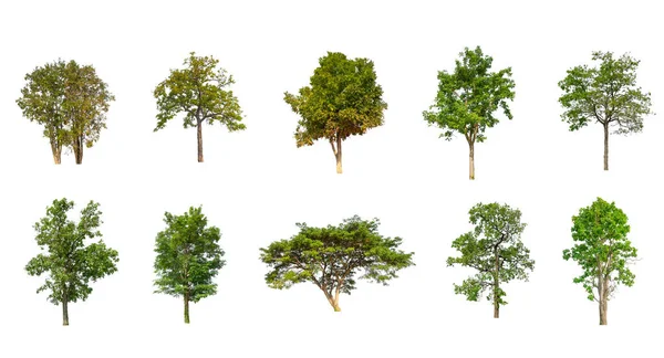 Conjunto Árvores Isoladas Sobre Fundo Branco Coleção Árvores — Fotografia de Stock