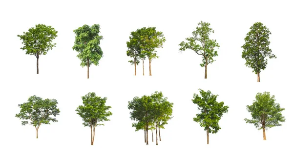 Reihe Isolierter Bäume Auf Weißem Hintergrund Die Sammlung Von Bäumen — Stockfoto
