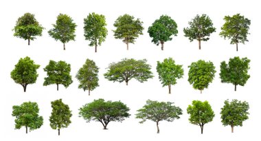 Beyaz zemin üzerinde izole ağaçlar kümesi, Ağaçların koleksiyonu
