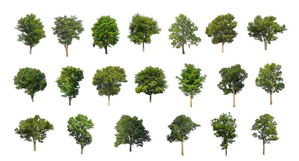 Set Isolated Trees White Background Collection Trees — Stock Photo, Image