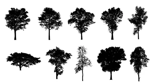 Набір Силуетів Дерев Пензля Білому Тлі — стокове фото