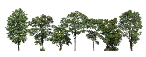 Zielone Drzewa Odizolowane Białym Tle Las Liście Letnich Rzędach Drzew — Zdjęcie stockowe