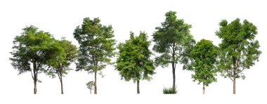 Beyaz arka planda izole edilmiş yeşil ağaçlar. Orman ve yapraklar yaz mevsiminde ağaçlar ve çalılıklarda