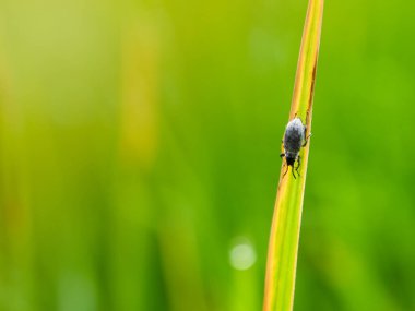 Çimenler ve sabah çiğ taneleri soyut.