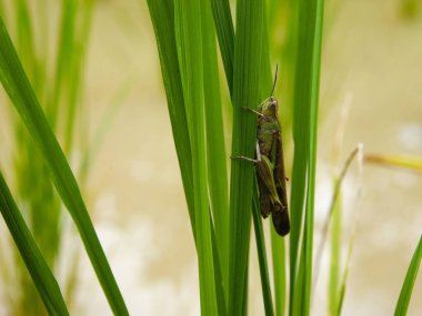 Böcekler uçar, açık yeşil çimenler güneş ışığıyla
