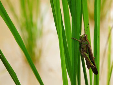 Böcekler uçar, açık yeşil çimenler güneş ışığıyla