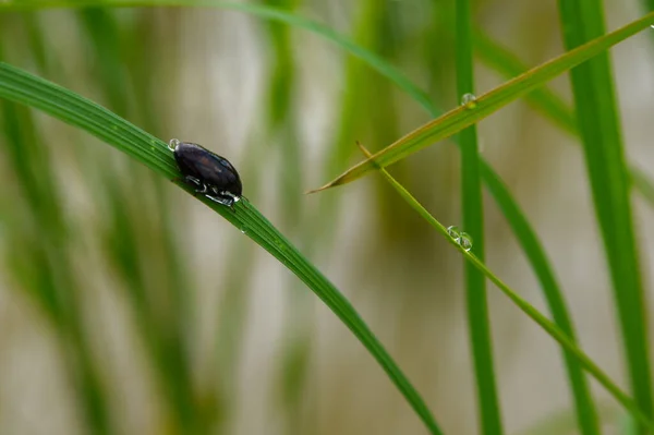 Gras Und Morgentau Abstrakt — Stockfoto