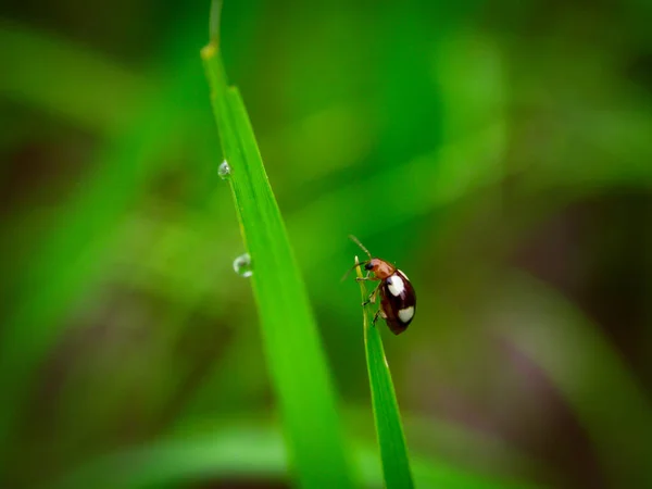 Gras Und Morgentau Abstrakt — Stockfoto