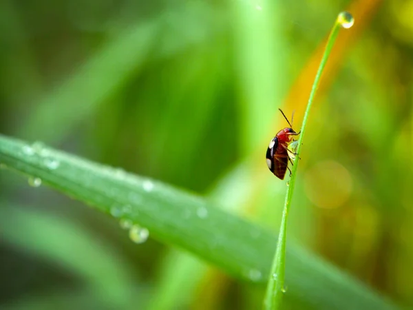 Herbe Rosée Matin Résumé — Photo