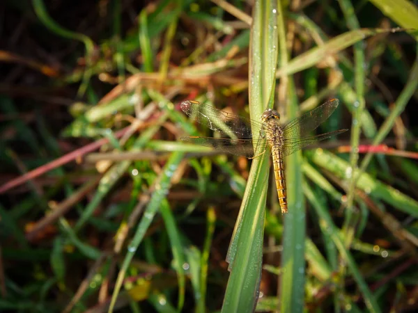 トンボ 日光の中の薄緑の草 — ストック写真