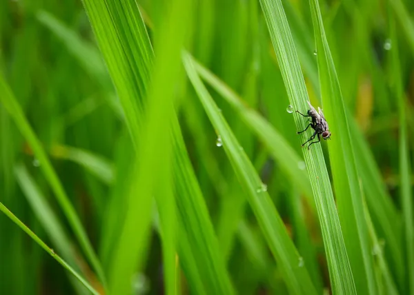 Böcekler Uçar Açık Yeşil Çimenler Güneş Işığıyla — Stok fotoğraf