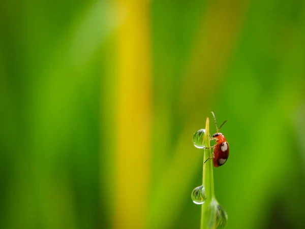 Gras Und Morgentau Abstrakt — Stockfoto