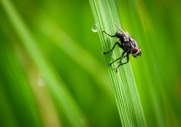 虫は飛び薄緑色の草は日光で — ストック写真