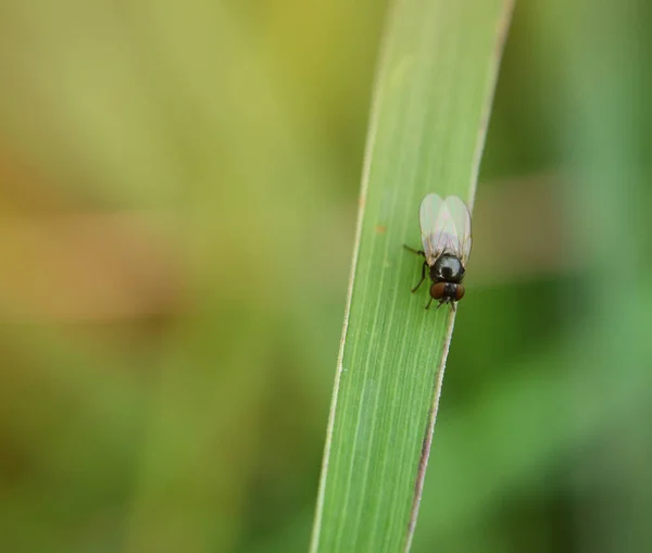 Böcekler Uçar Açık Yeşil Çimenler Güneş Işığıyla — Stok fotoğraf
