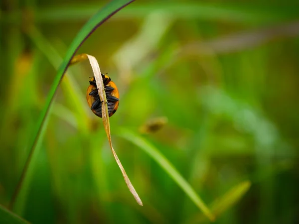 Yeşil Yaprakta Oturan Uğur Böceği — Stok fotoğraf