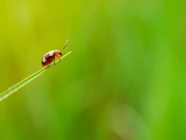 Gras Ochtenddauw Abstract — Stockfoto