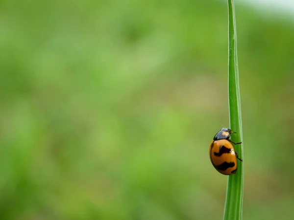 Marienkäfer Sitzt Auf Einem Grünen Blatt — Stockfoto