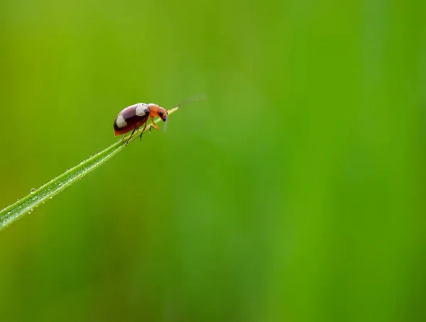 Gras Und Morgentau Abstrakt — Stockfoto