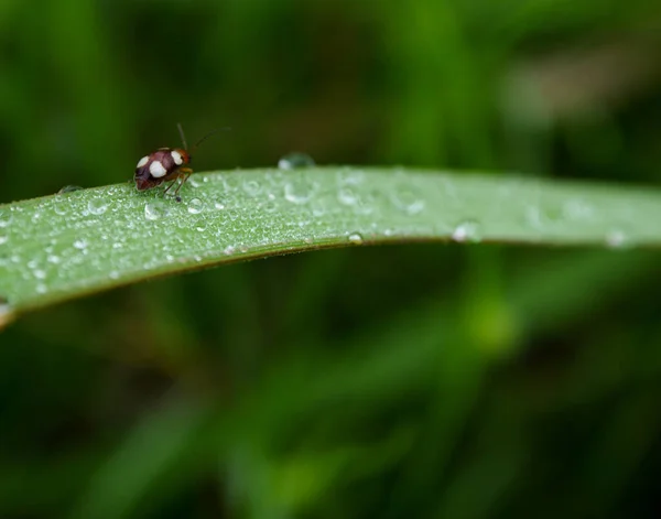 Gras Und Morgentau Abstrakt — Stockfoto