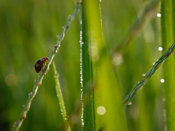 Gras Ochtenddauw Abstract — Stockfoto