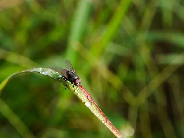 Insecten Vliegen Lichtgroen Gras Met Zonlicht — Stockfoto