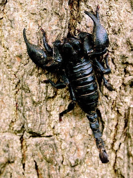 Scorscorpion Tree Trunkpion Tree Trunk — Stock Photo, Image