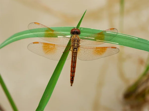 Dragonfly Grass — Stock Photo, Image
