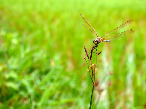 Dragonfly Ett Gräs — Stockfoto