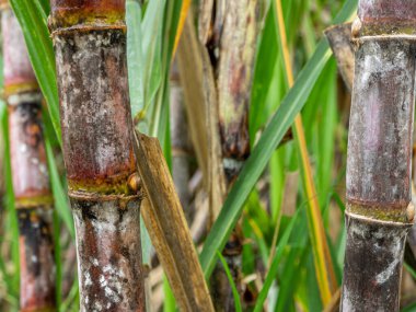 Şeker kamışı, Tayland 'da tarım için tarla mahsulü.