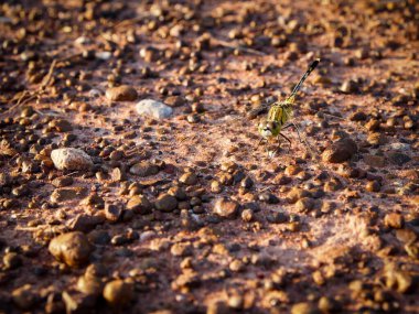 Doğal taş dokusu ve yüzey arkaplanı.
