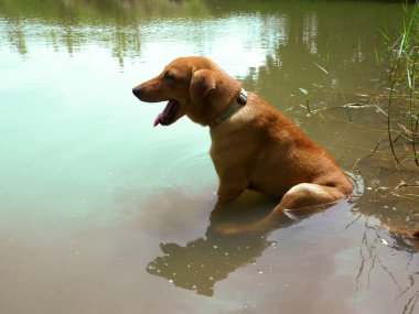 Mutlu köpek, tatlı köpek suda oturuyor.
