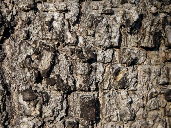 나무의 껍질의 양각된 — 스톡 사진