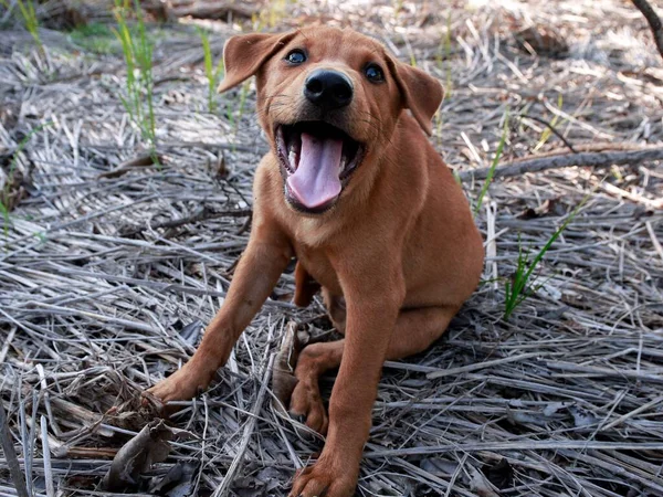 Симпатичная Собака Сидит Траве — стоковое фото
