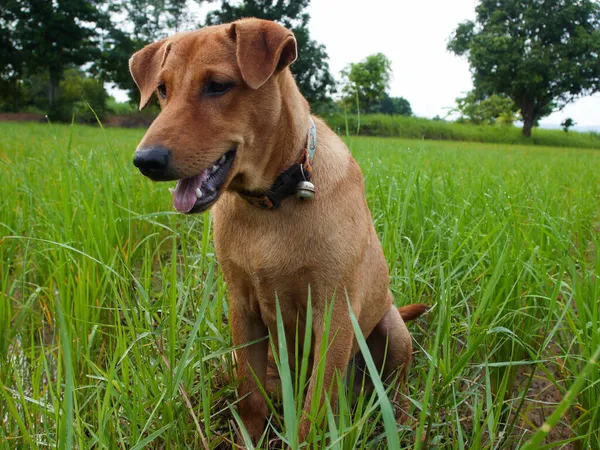 Cão Sentado Grama Verde — Fotografia de Stock