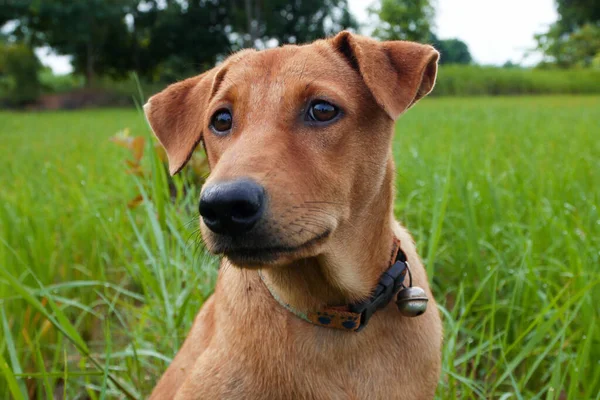 Собака Сидит Зеленой Траве — стоковое фото