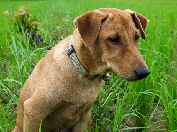 Собака Сидит Зеленой Траве — стоковое фото