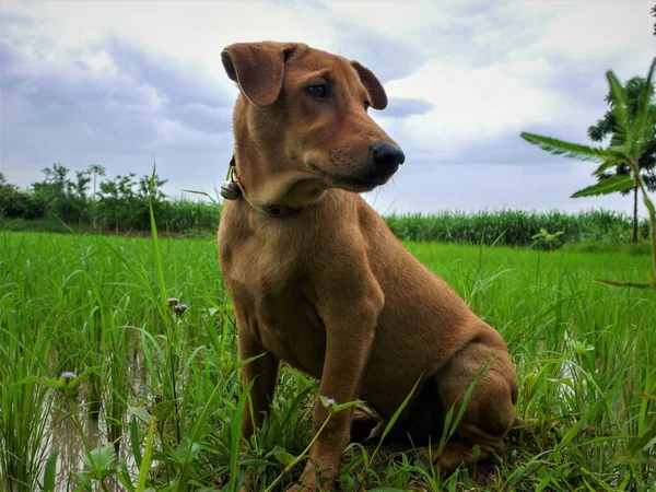 Cão Sentado Grama Verde — Fotografia de Stock