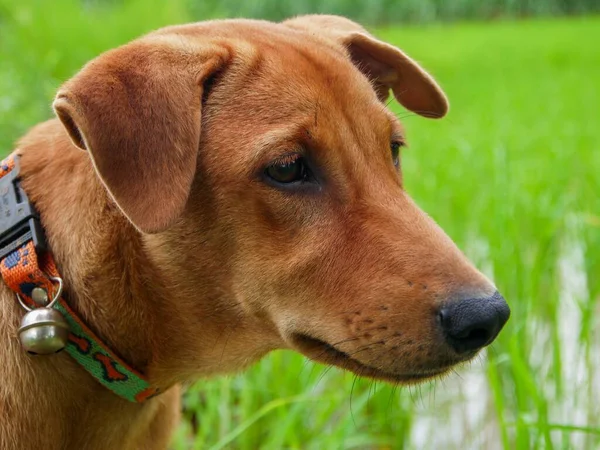 Cão Sentado Grama Verde — Fotografia de Stock