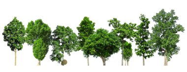 Beyaz arka planda izole edilmiş yeşil ağaçlar. Orman ve yapraklar yaz mevsiminde ağaçlar ve çalılıklarda